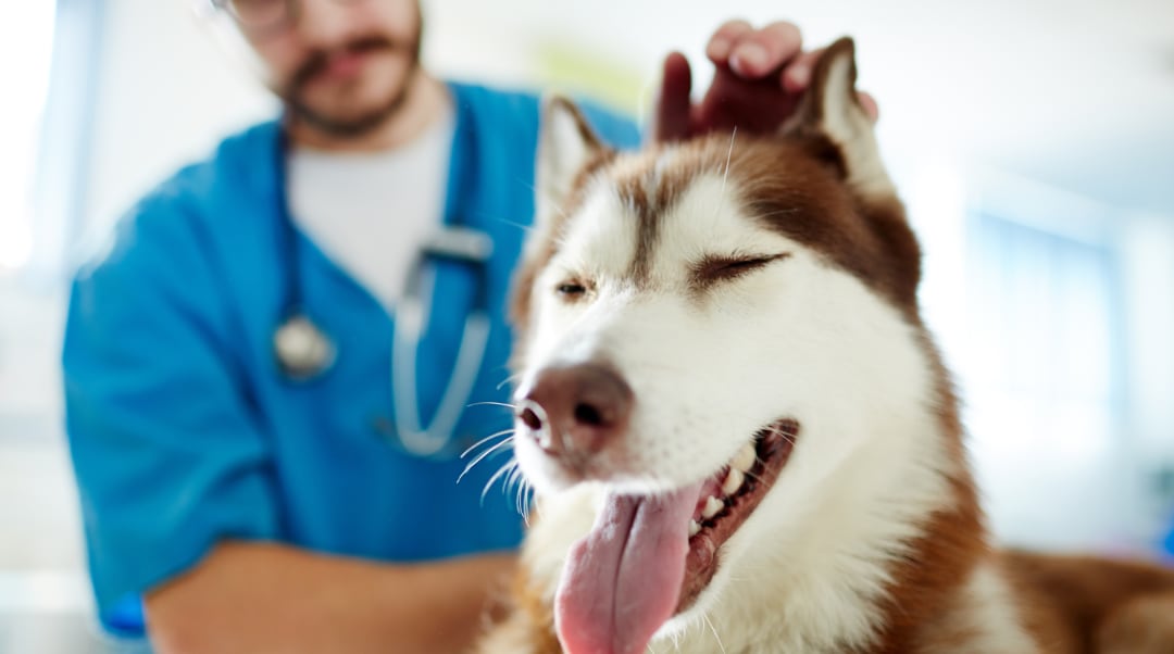 Veterinarios Siglo XXI - Radio Cope